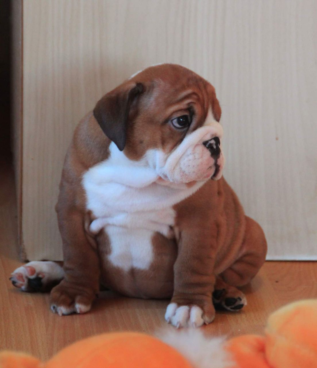 Friendly English Bulldog puppy