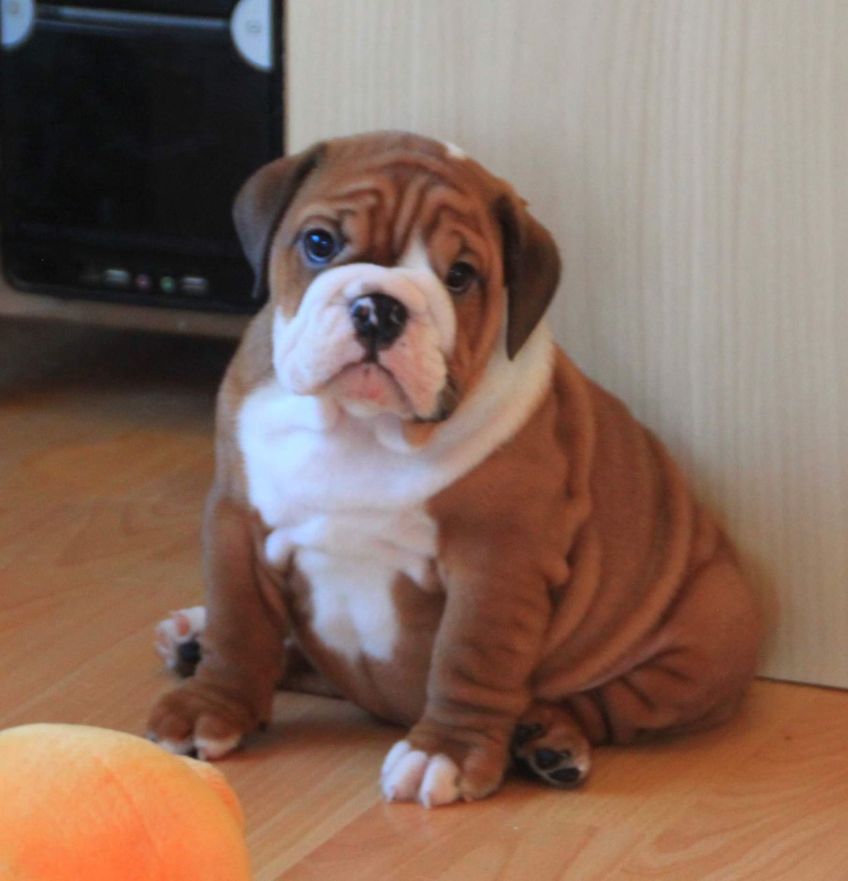 English Bulldog puppy