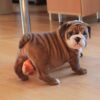 English Bulldog puppy