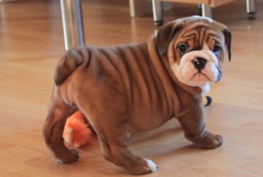 English Bulldog puppy