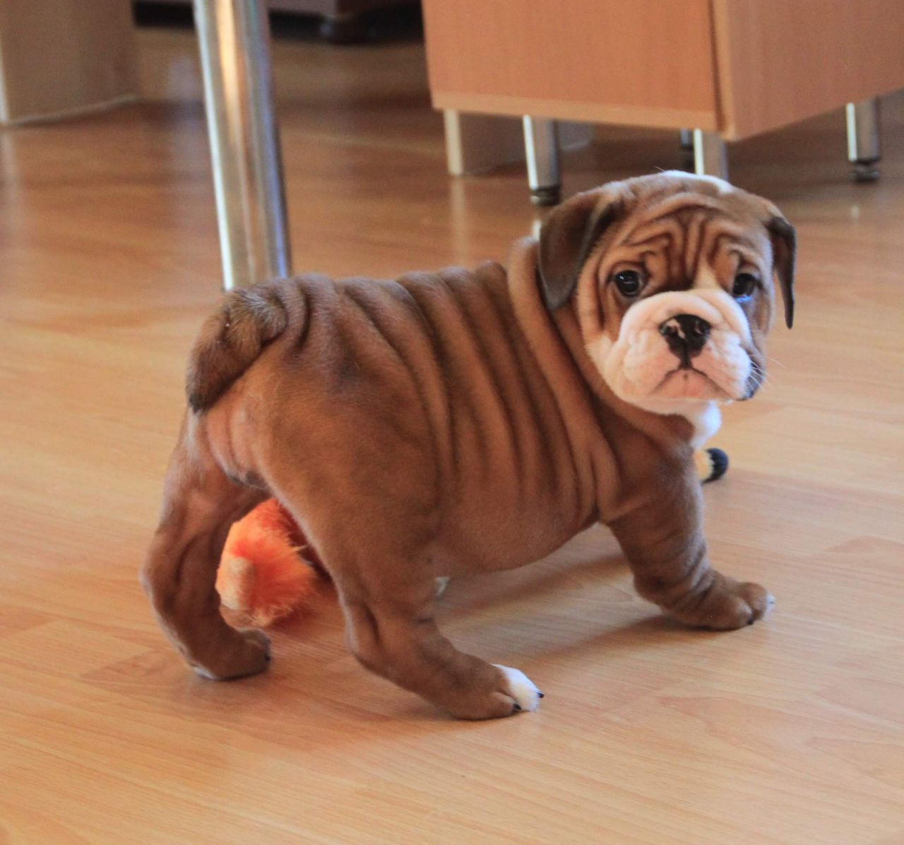 English Bulldog puppy