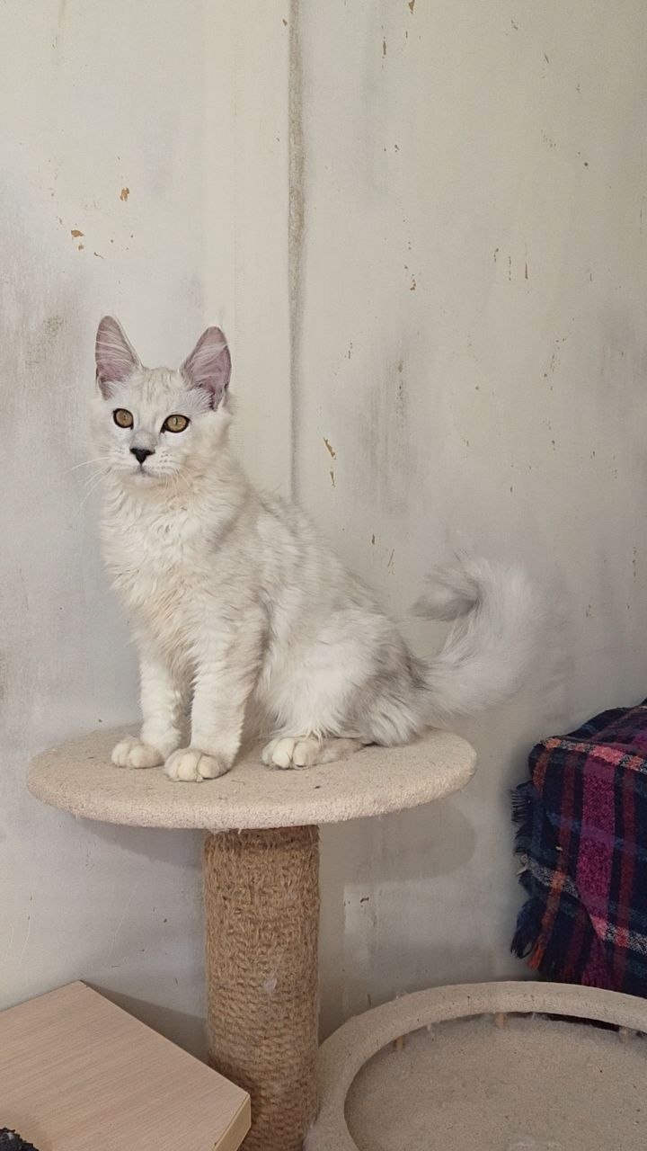 White Maine coon kitten
