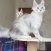 White Maine coon kitten