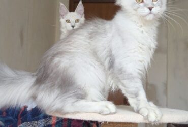 White Maine coon kitten