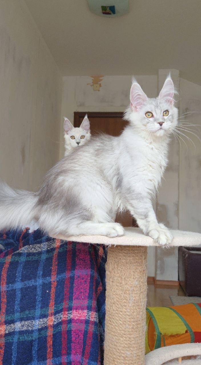 White Maine coon kitten