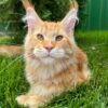 Maine Coon kitten 2 Boy & 2 Girl