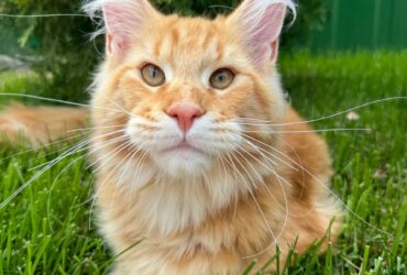 Maine Coon kitten 2 Boy & 2 Girl