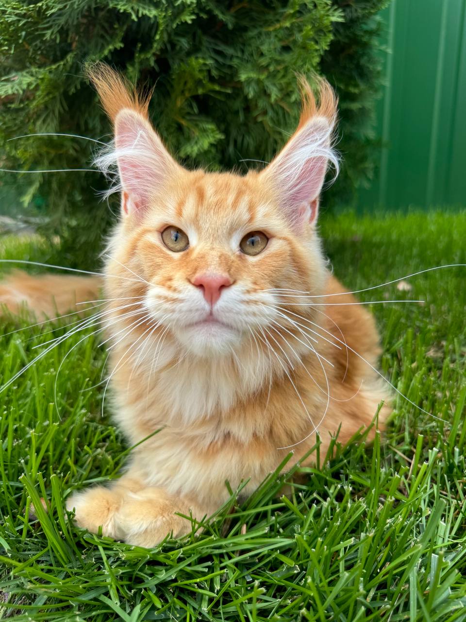 Maine Coon kitten 2 Boy & 2 Girl